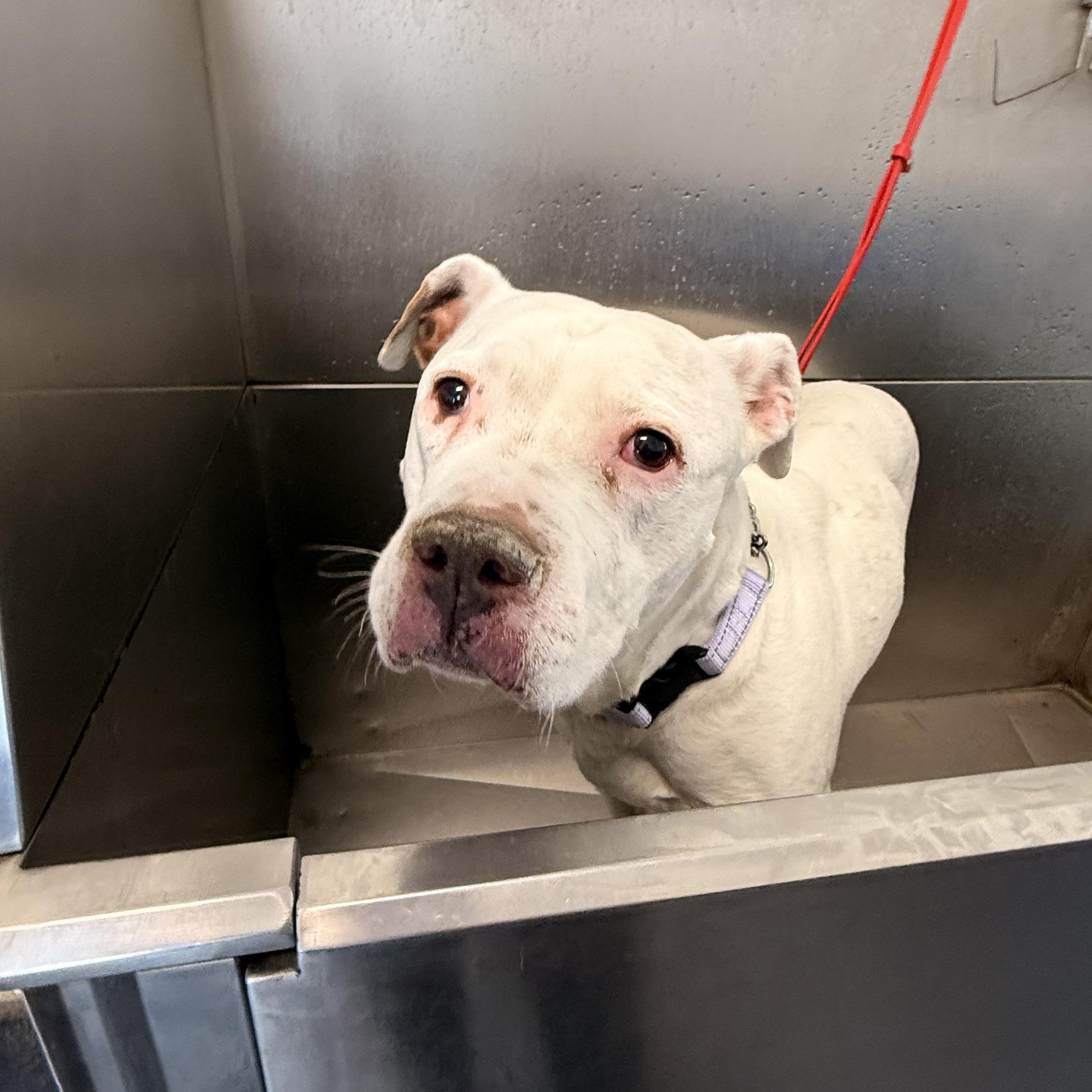 Shug, a ADOPTABLE Pit Bull Terrier in Manassas, VA image 3/4