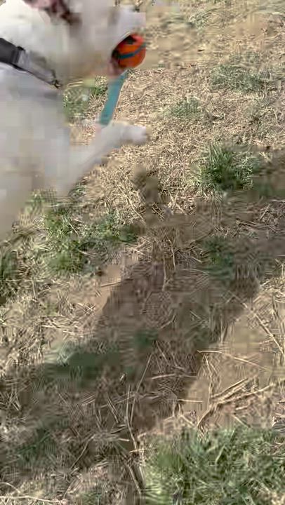 Enlarge Shug, a ADOPTABLE Pit Bull Terrier in Manassas, VA video 4/4