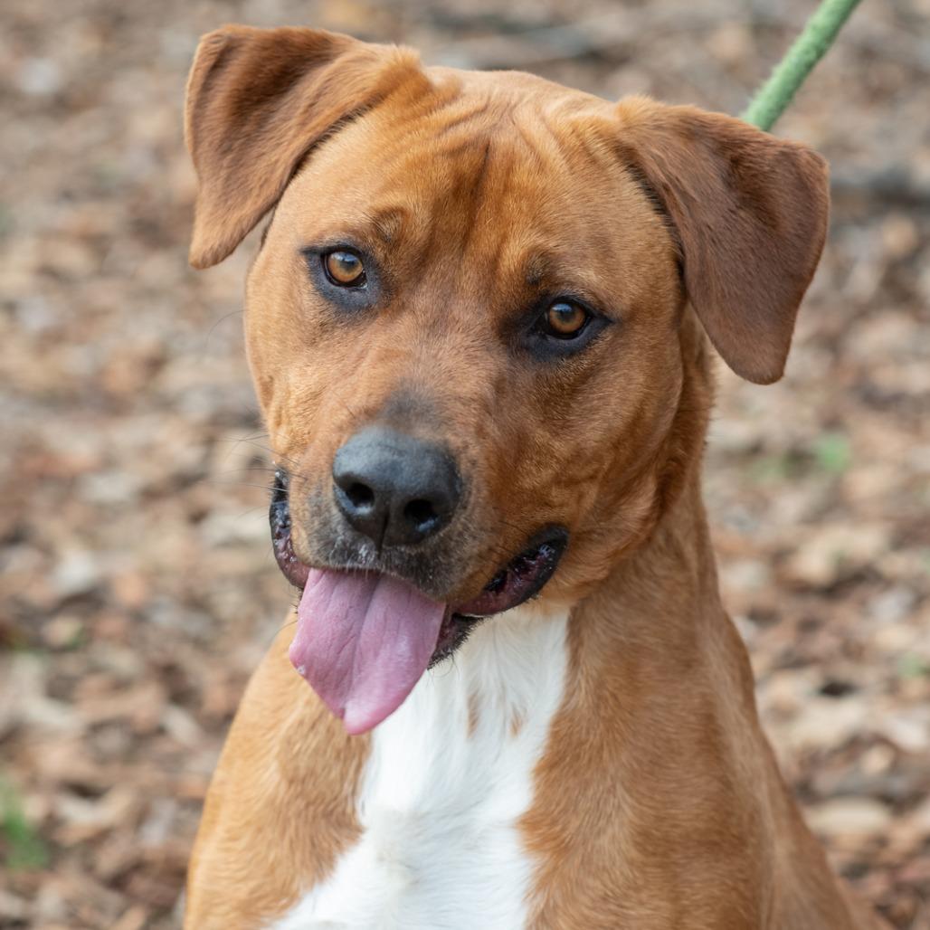 SUGARPLUM-29483, Adoptable, Young Female Hound.