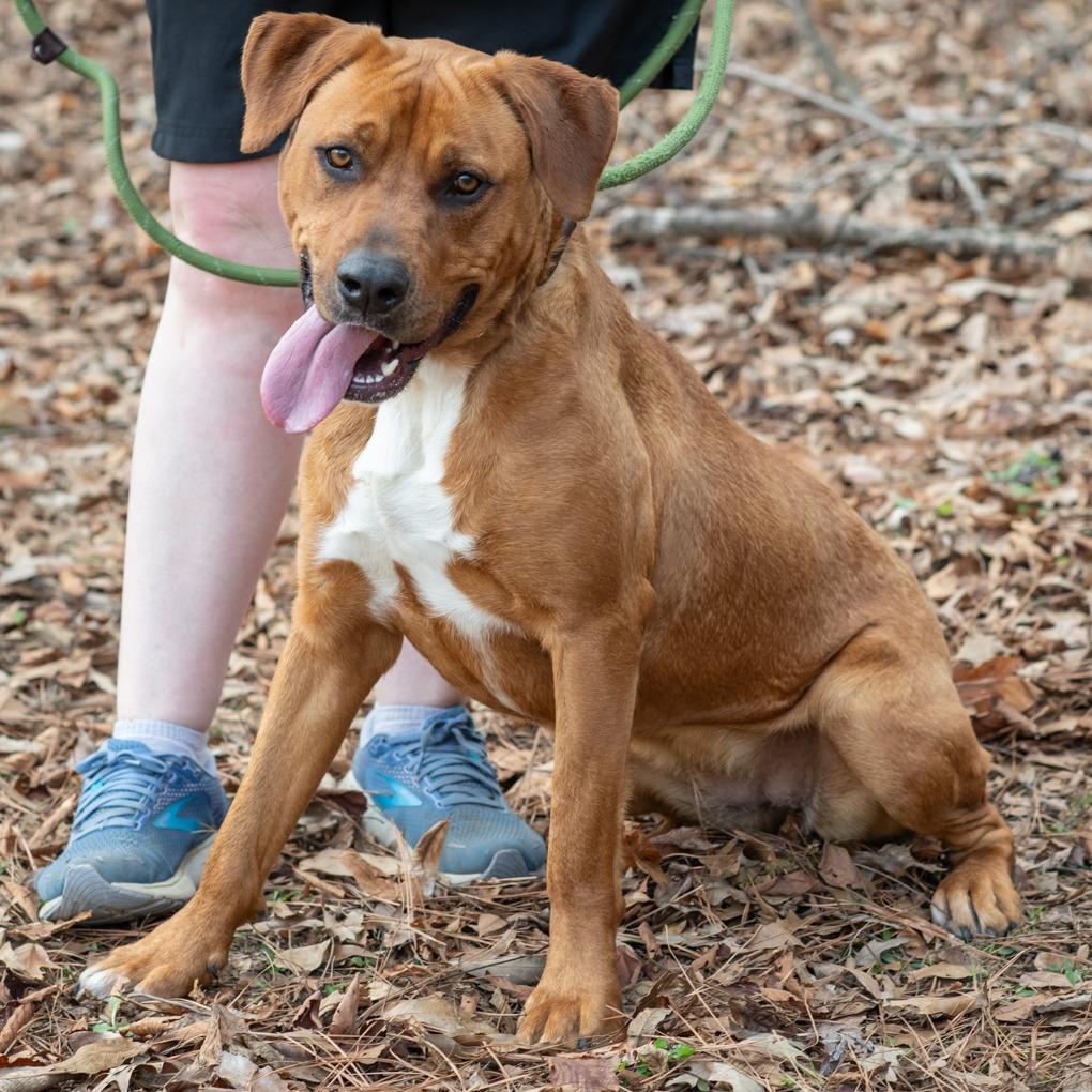 Enlarge SUGARPLUM-29483, a Adoptable mixed breed in Bartlett, TN image 2/2