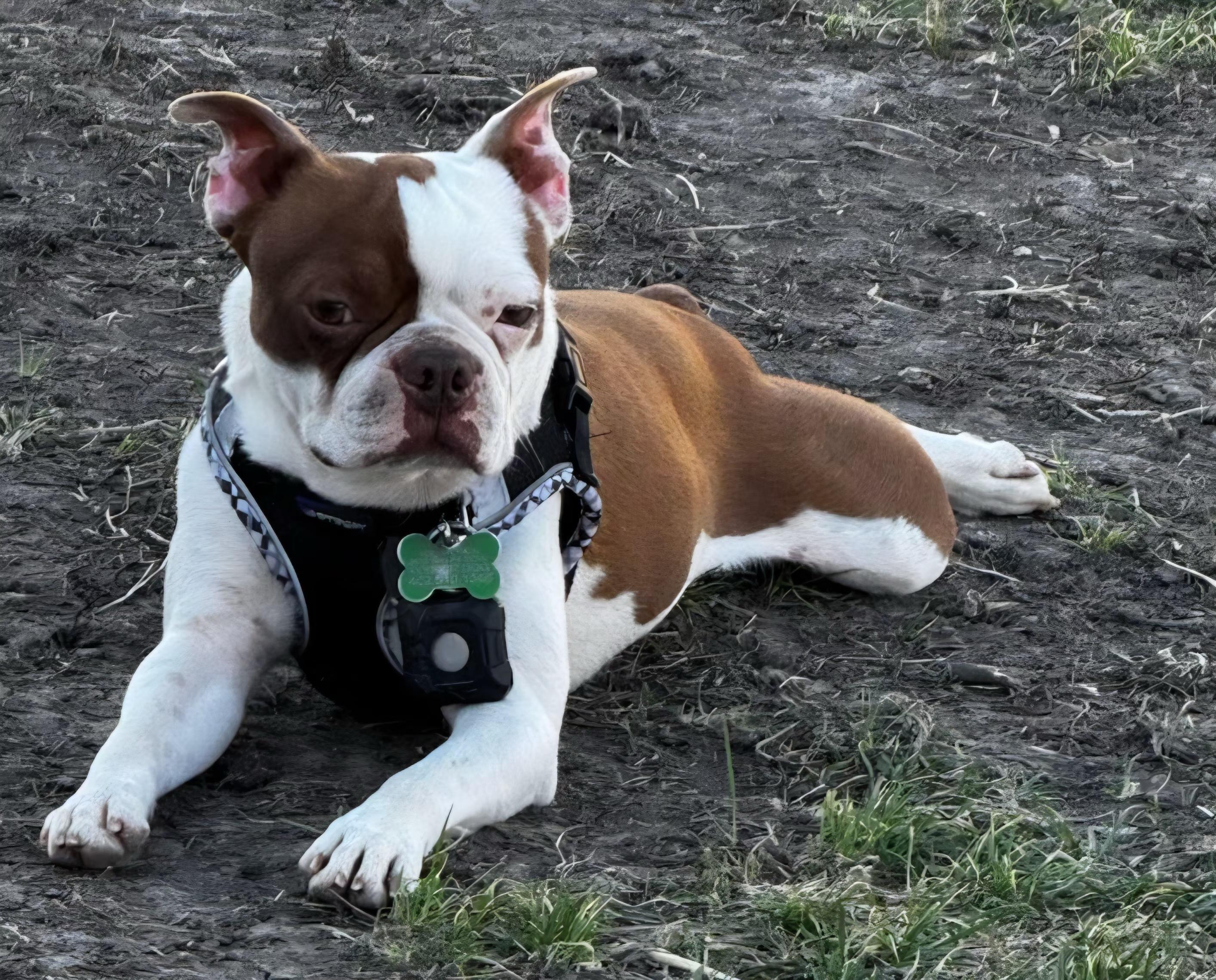 Enlarge Kirby in NE, a ADOPTABLE Boston Terrier in Elkhorn, NE image 1/5