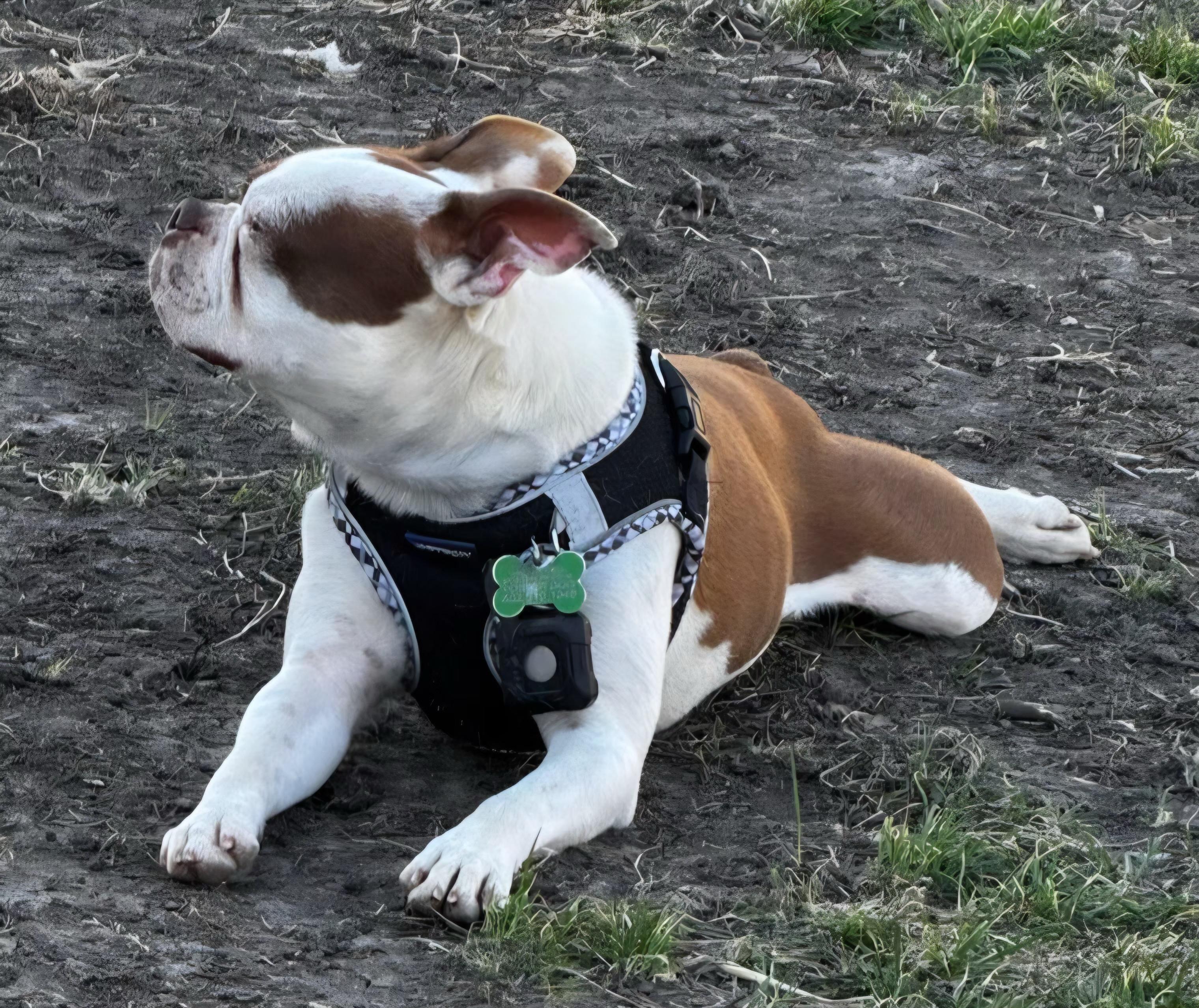 Enlarge Kirby in NE, a ADOPTABLE Boston Terrier in Elkhorn, NE image 2/5