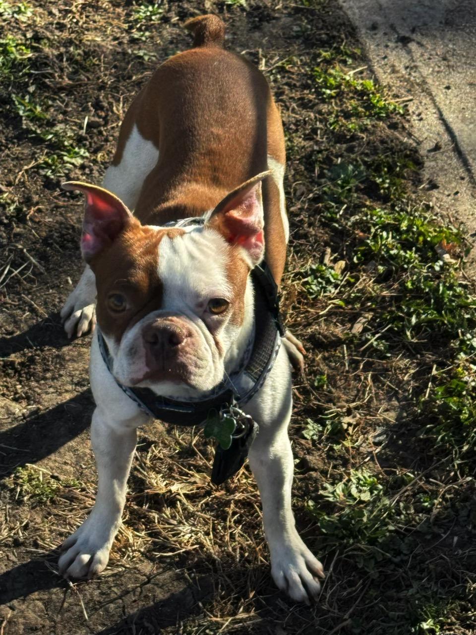 Enlarge Kirby in NE, a ADOPTABLE Boston Terrier in Elkhorn, NE image 3/5