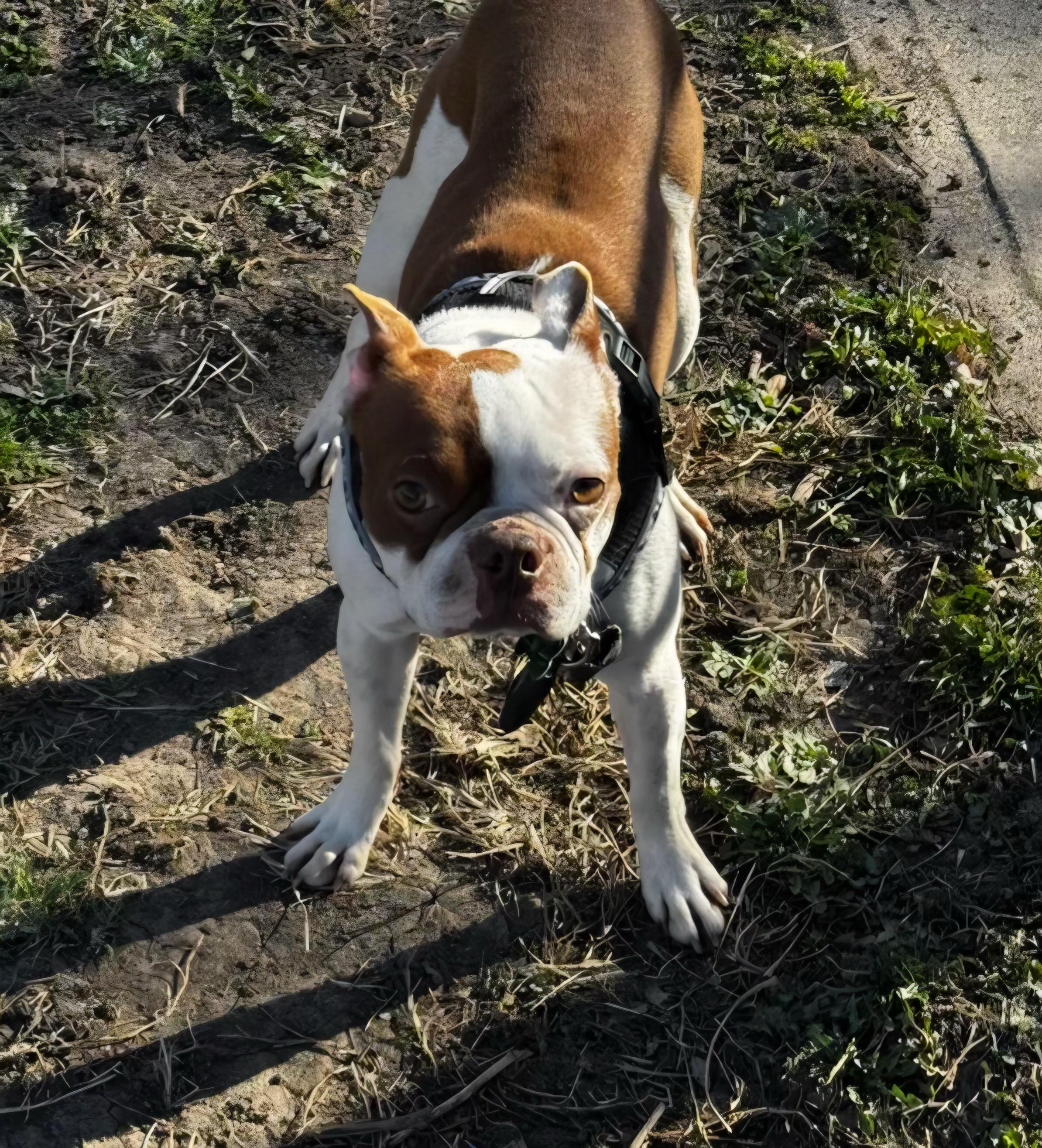 Enlarge Kirby in NE, a ADOPTABLE Boston Terrier in Elkhorn, NE image 4/5