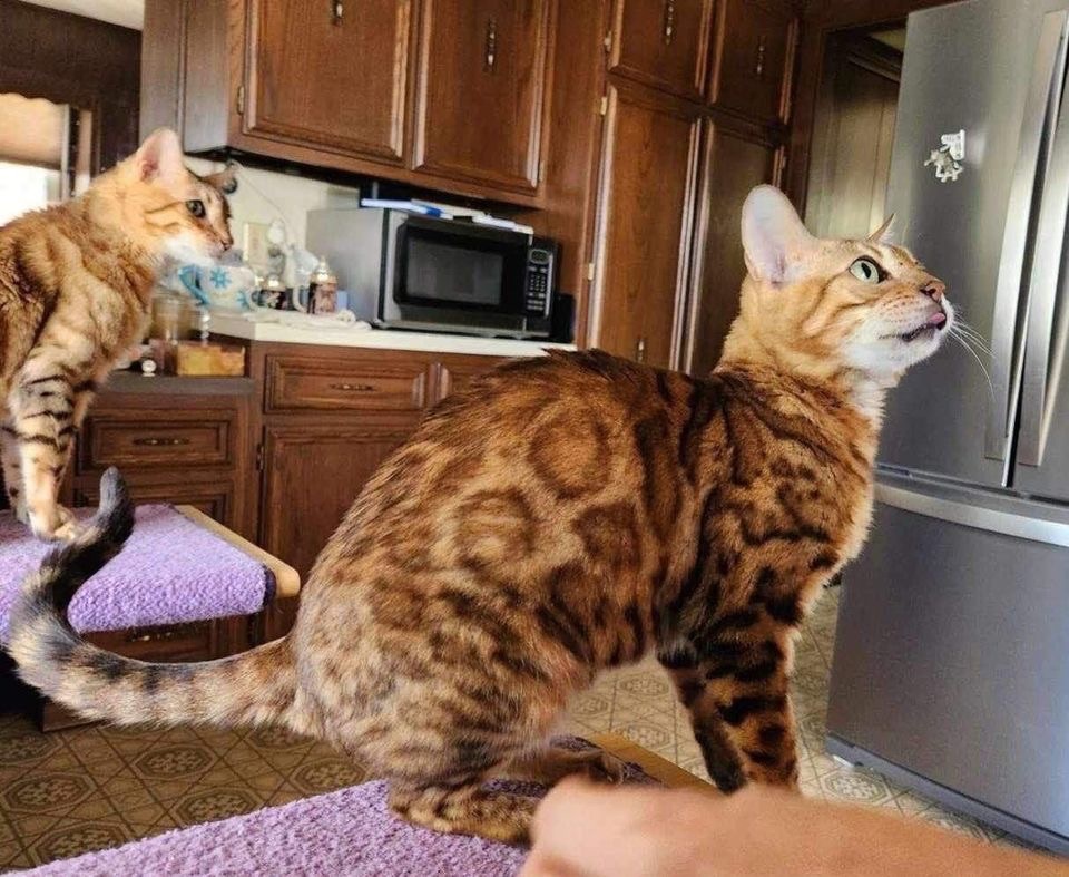 Enlarge Venus - PA, a Adoptable Bengal in Louisville, KY image 2/4