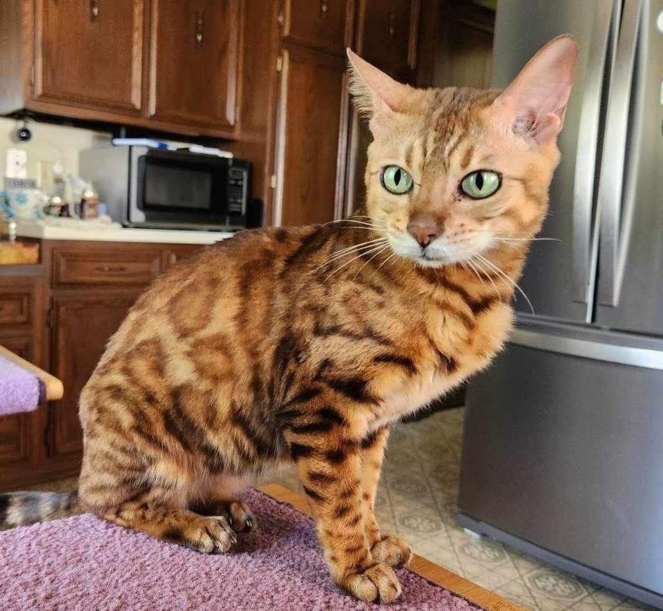 Venus - PA, Young Female Bengal