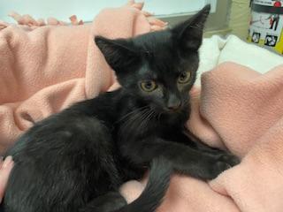 Jackson, Adoptable, Young Male Domestic Short Hair.