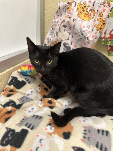 Enlarge Jackson, a Adoptable Domestic Short Hair in Parlier, CA image 2/4