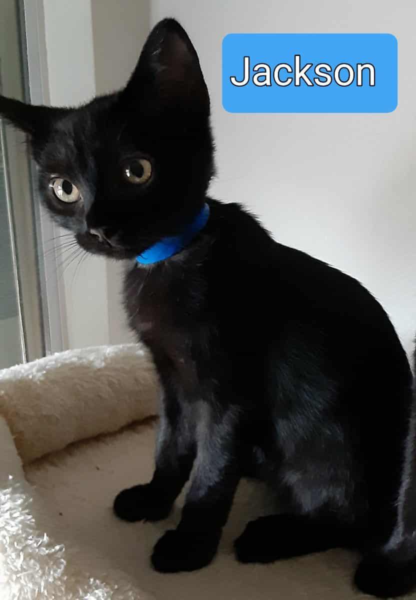 Enlarge Jackson, a Adoptable Domestic Short Hair in Parlier, CA image 3/4