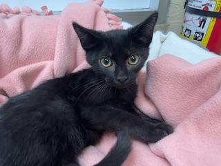Enlarge Jackson, a Adoptable Domestic Short Hair in Parlier, CA image 4/4