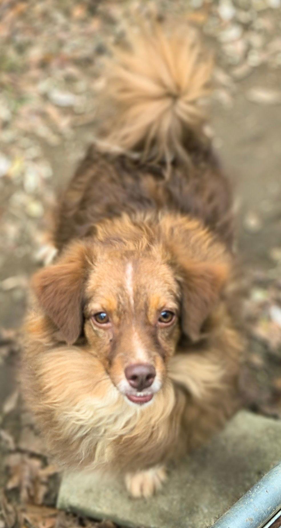 Montana, Adoptable, Adult Male Australian Shepherd.
