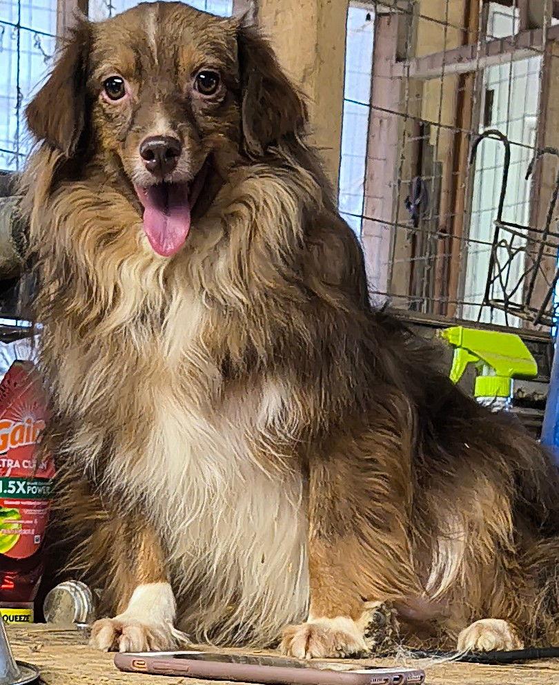 Enlarge Montana, a Adoptable Australian Shepherd in Baileyton, AL image 2/3