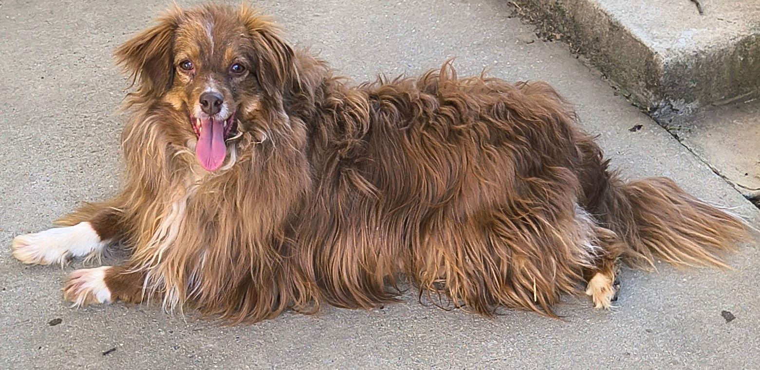 Enlarge Montana, a Adoptable Australian Shepherd in Baileyton, AL image 3/3