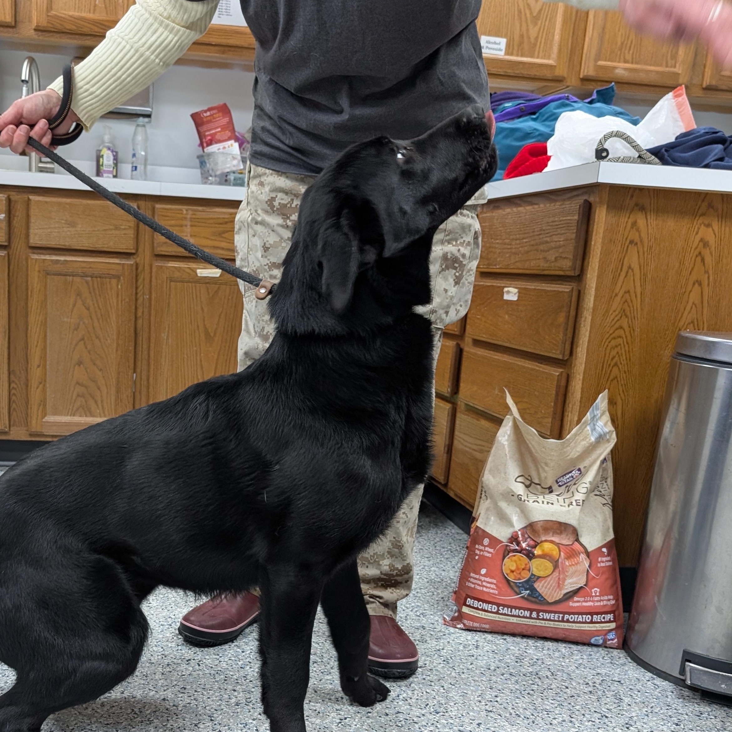Enlarge 189116 Ace  , a ADOPTABLE Labrador Retriever in Ravenna, OH image 2/3