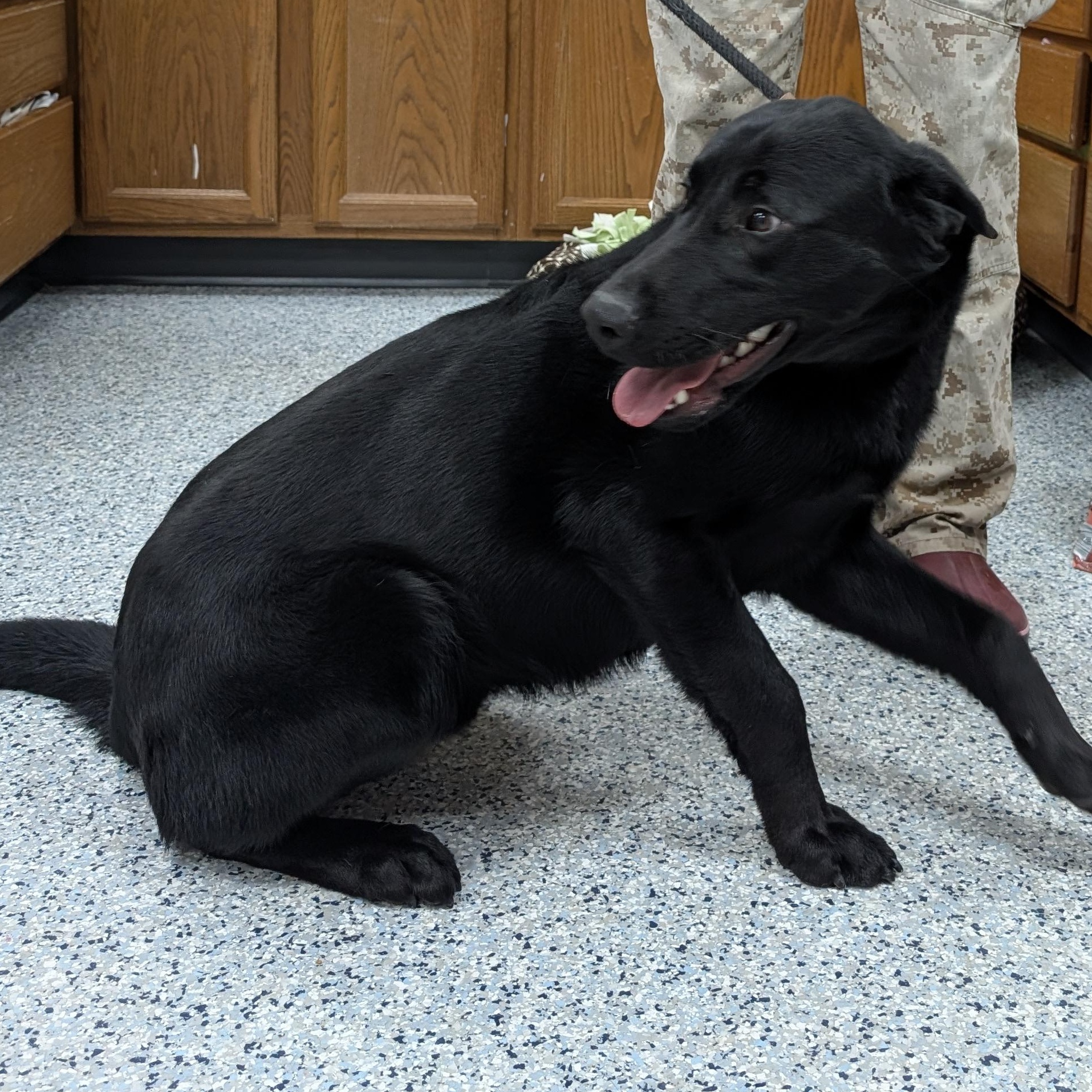 Enlarge 189116 Ace  , a ADOPTABLE Labrador Retriever in Ravenna, OH image 3/3