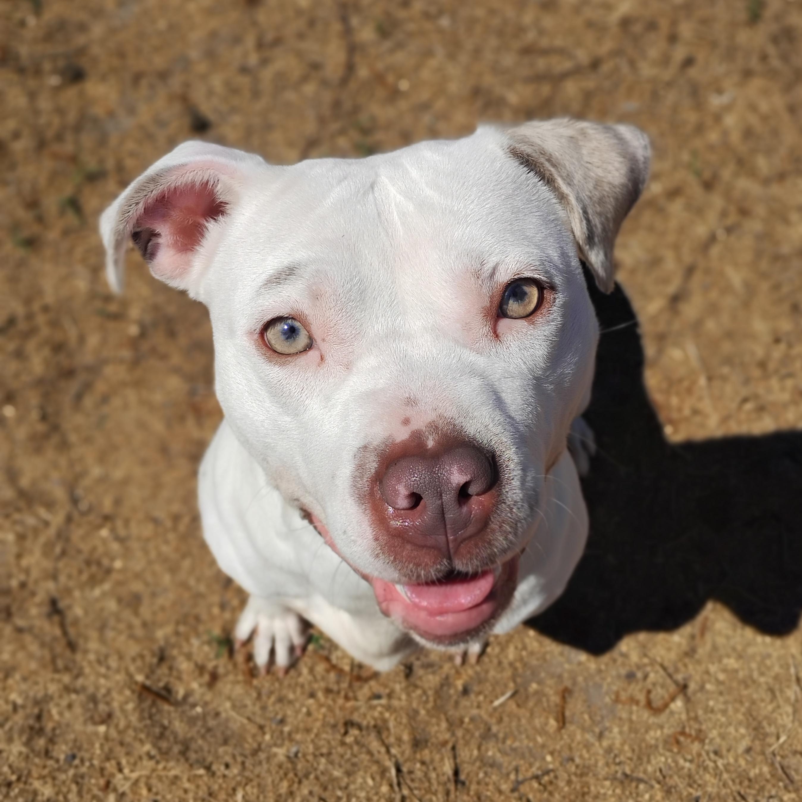 Princess, a ADOPTABLE Pit Bull Terrier in Salisbury, MD image 2/2