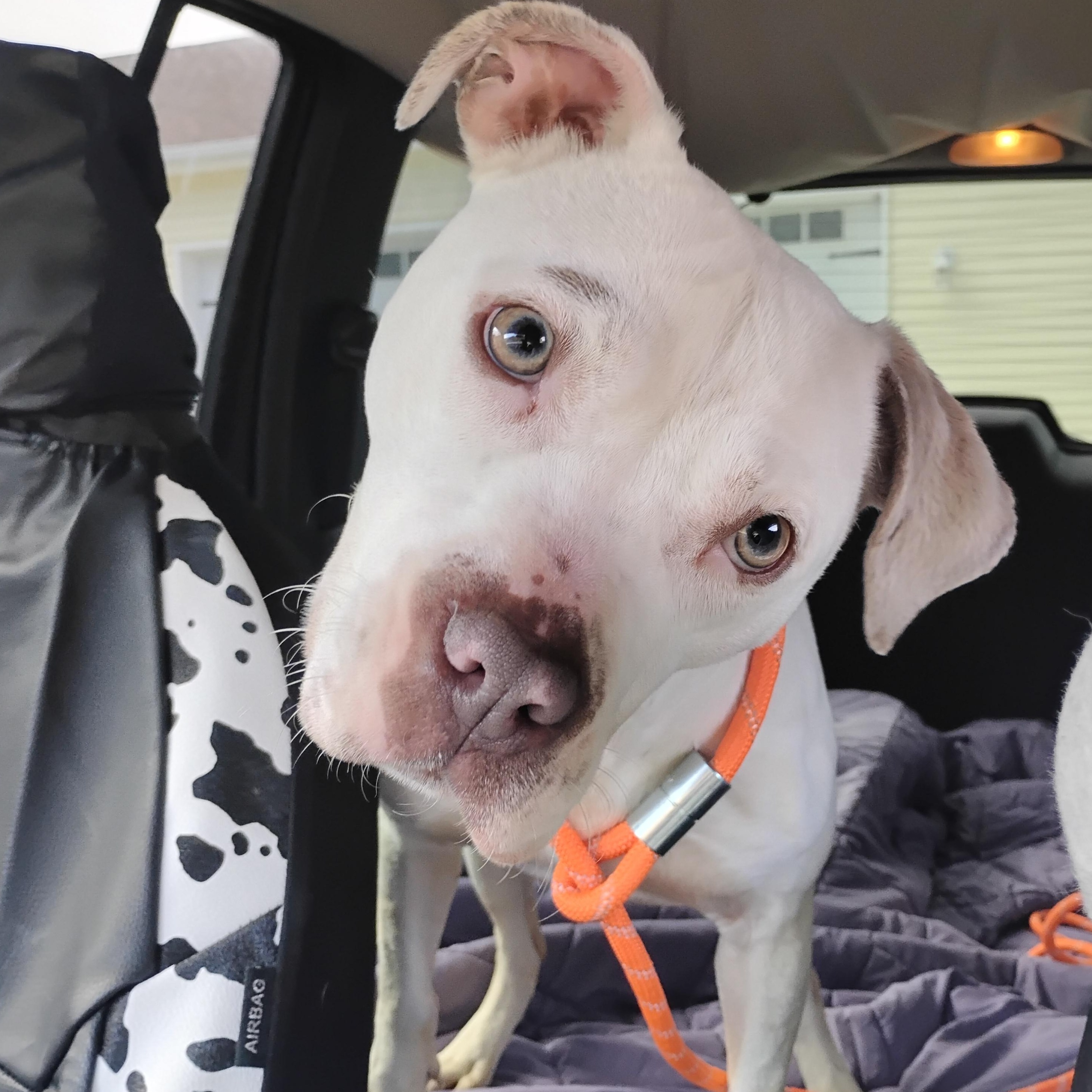 Princess, ADOPTABLE, Young Female Pit Bull Terrier.