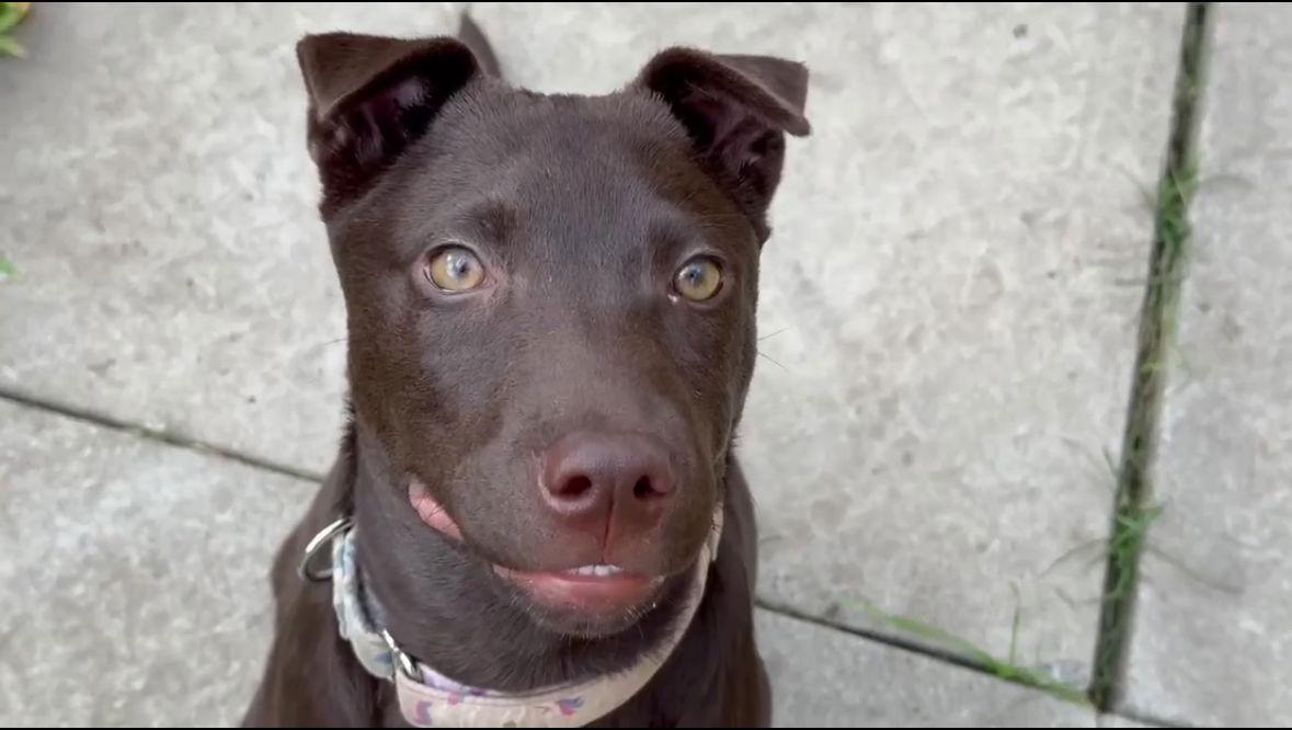 Zara, Adoptable, Puppy Female Shar-Pei.