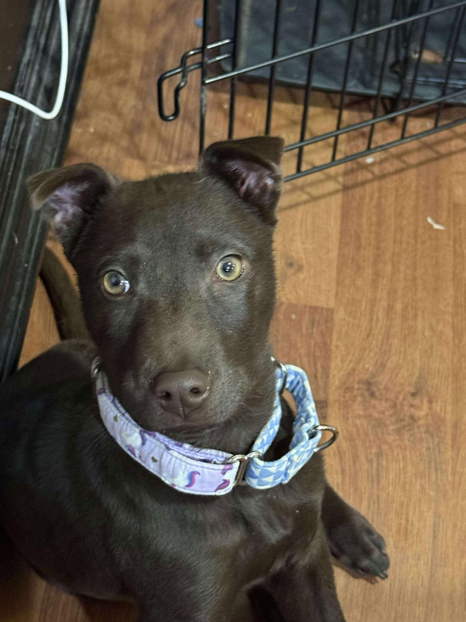 Zara, a Adoptable Shar-Pei in Hawkestone, ON image 2/3