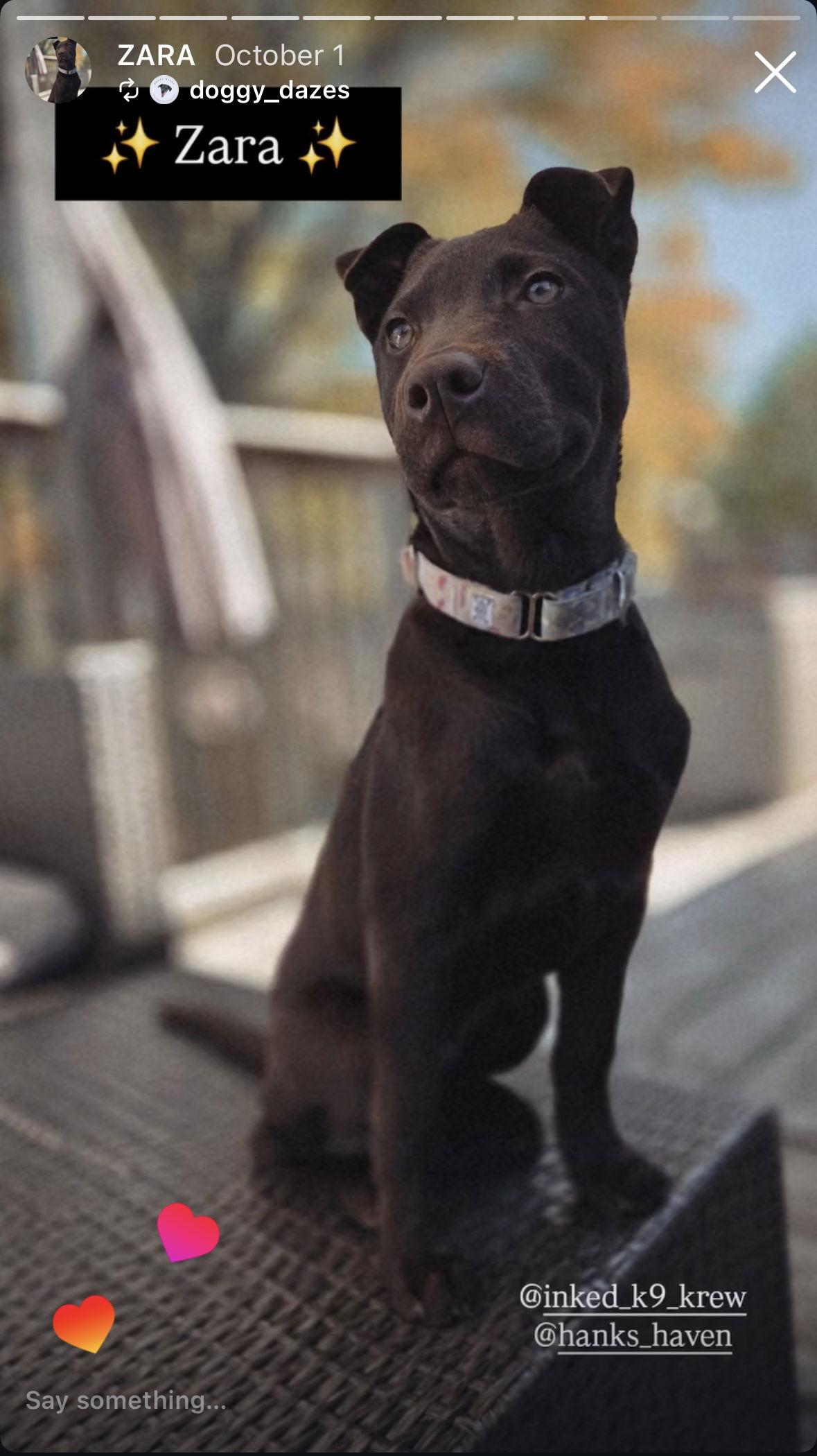 Zara, a Adoptable Shar-Pei in Hawkestone, ON image 3/3