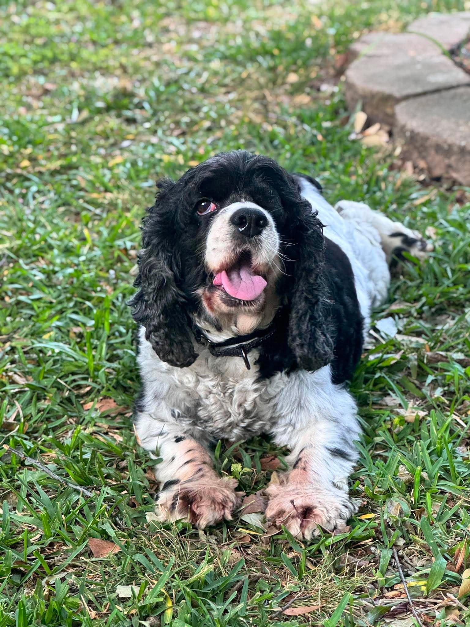 Enlarge Effie, a Adoptable Cocker Spaniel in Mount Pleasant, SC image 1/3