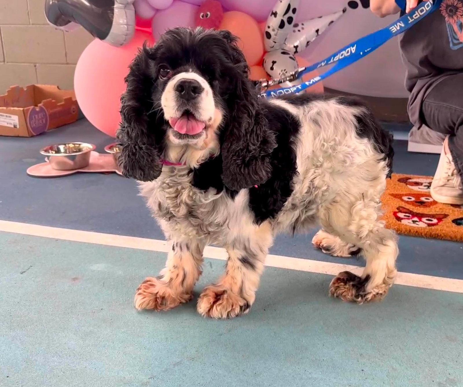 Enlarge Effie, a Adoptable Cocker Spaniel in Mount Pleasant, SC image 2/3