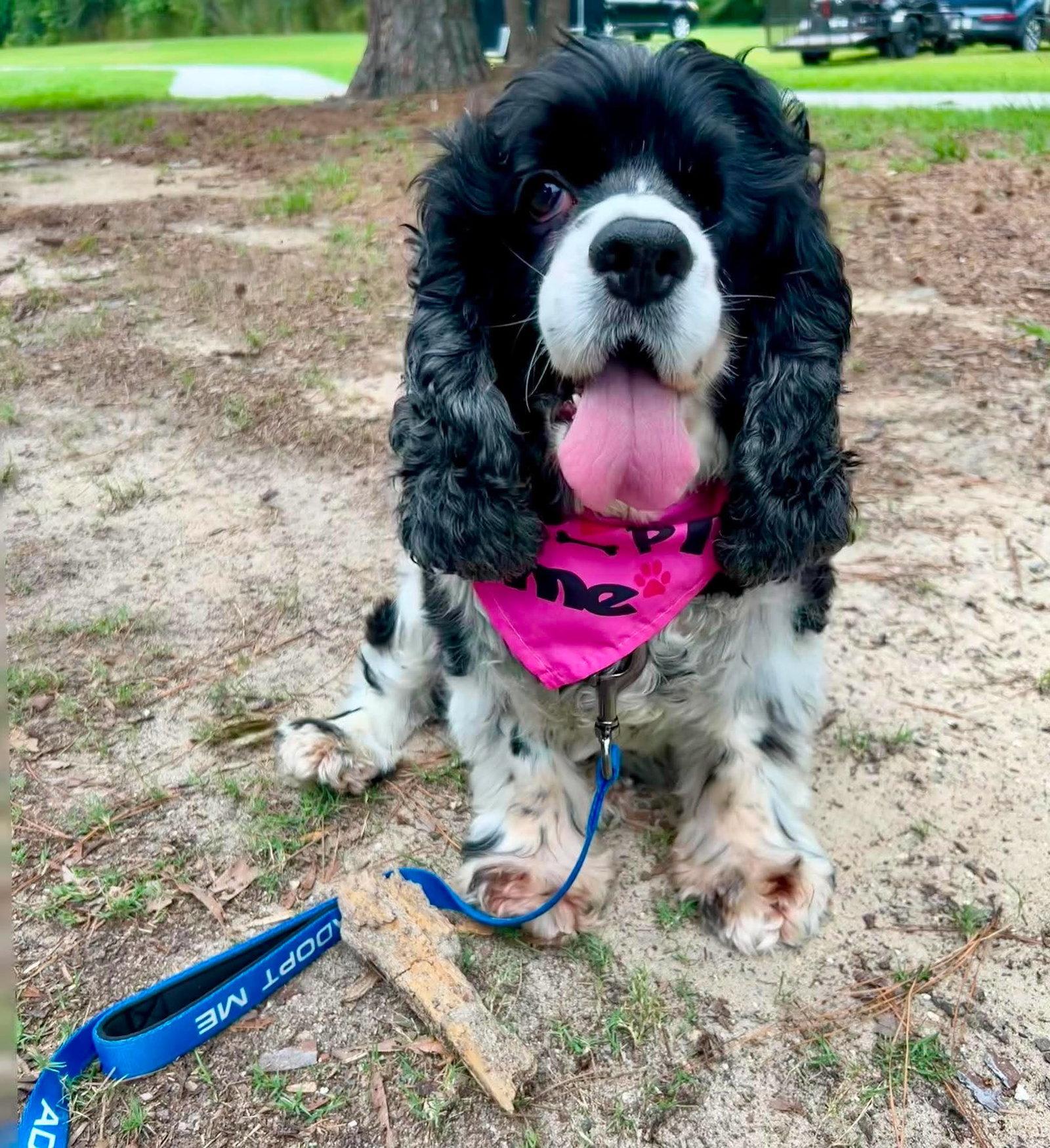 Enlarge Effie, a Adoptable Cocker Spaniel in Mount Pleasant, SC image 3/3
