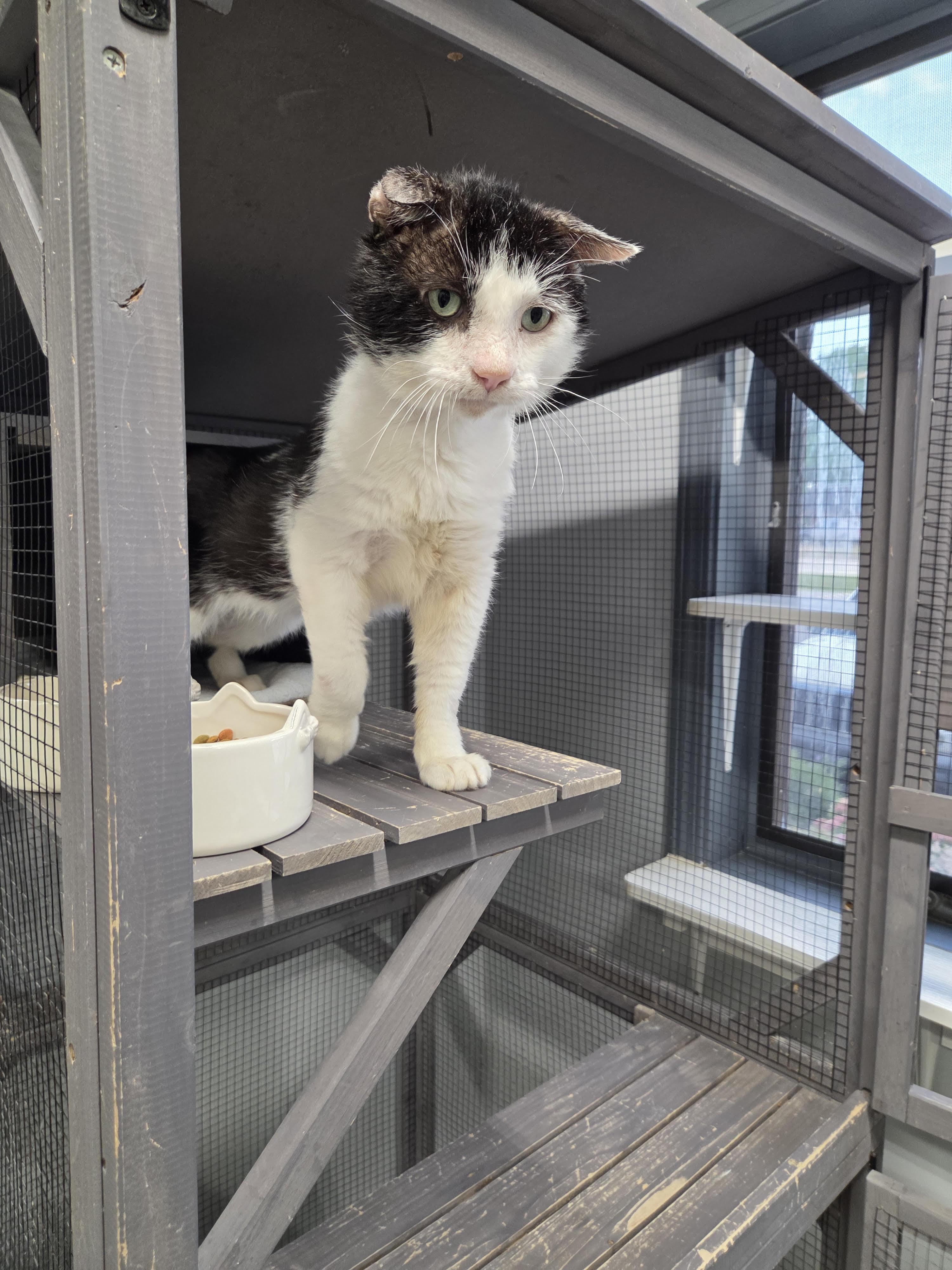 Enlarge Prospero, a Adoptable Domestic Short Hair image 1/4