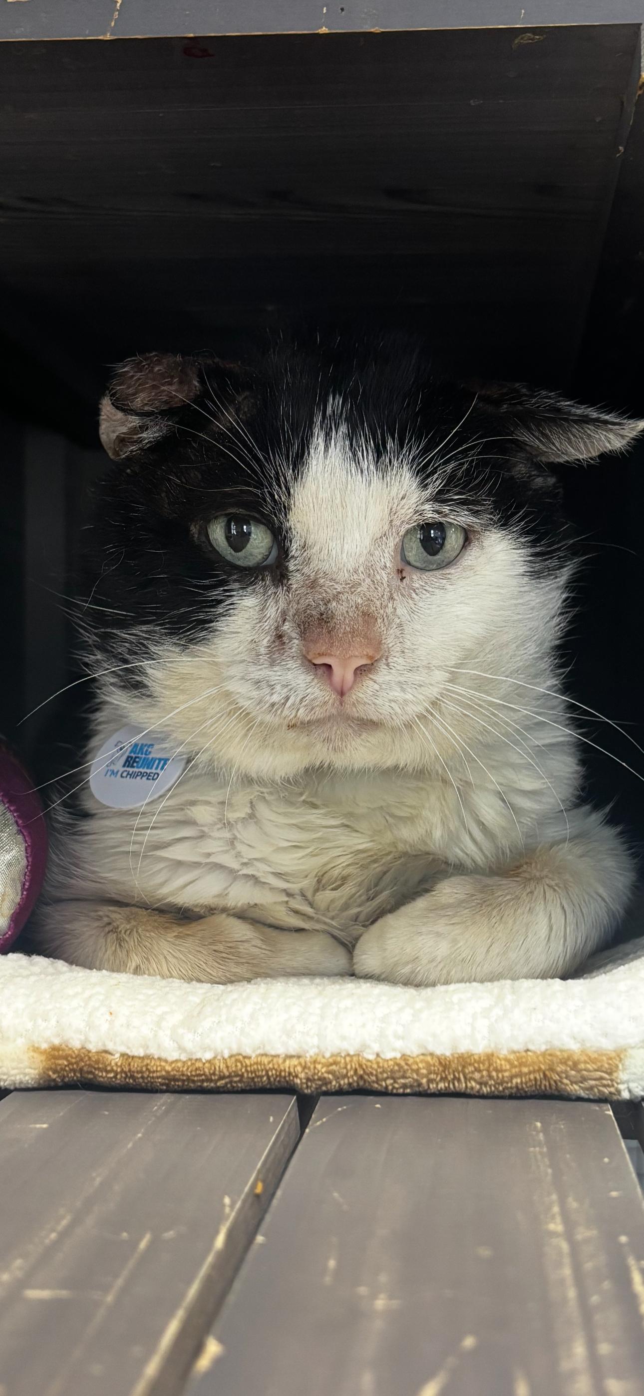 Enlarge Prospero, a Adoptable Domestic Short Hair image 2/4