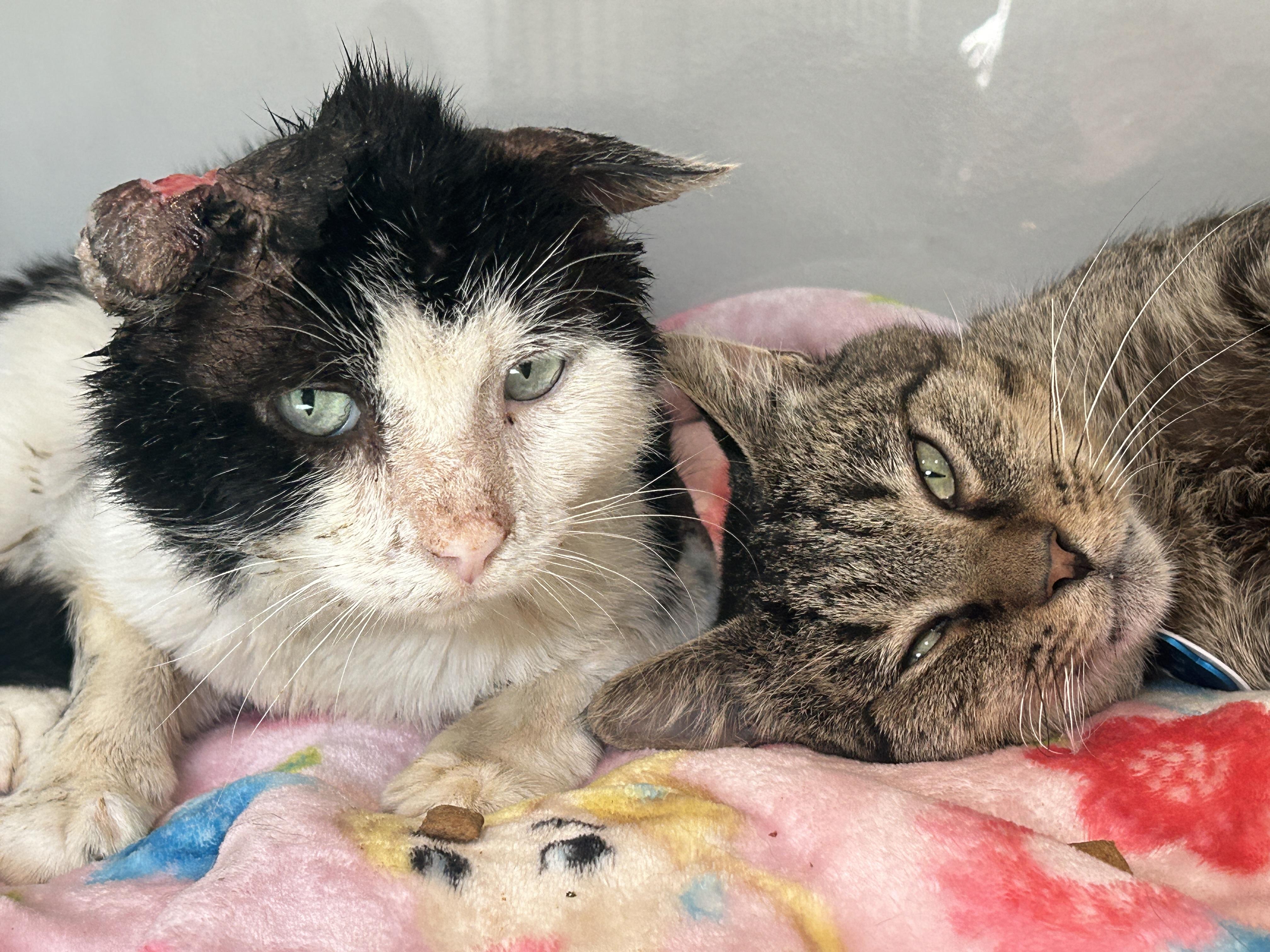 Enlarge Prospero, a Adoptable Domestic Short Hair image 3/4