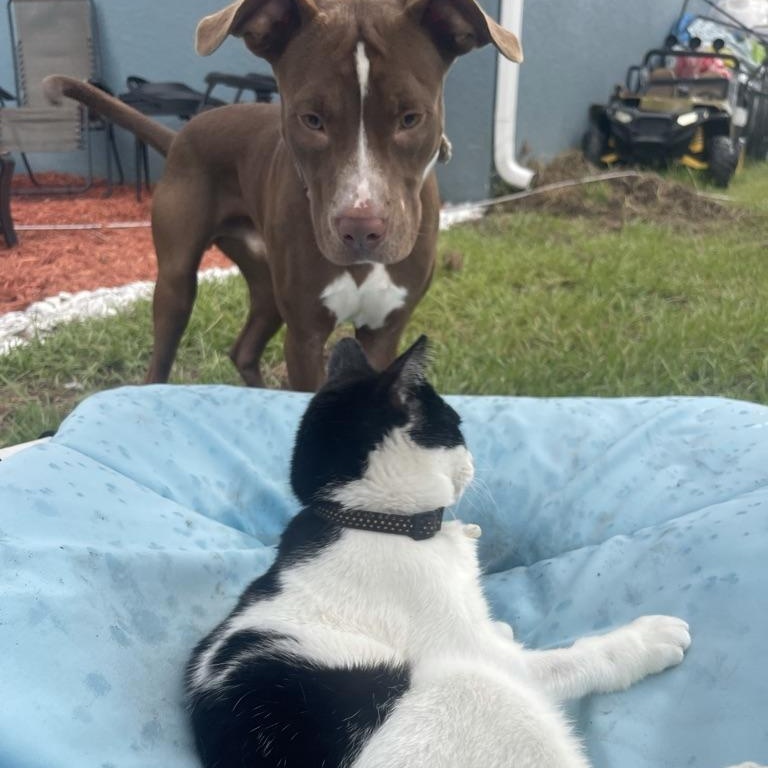 Hunter *forever foster eligible*