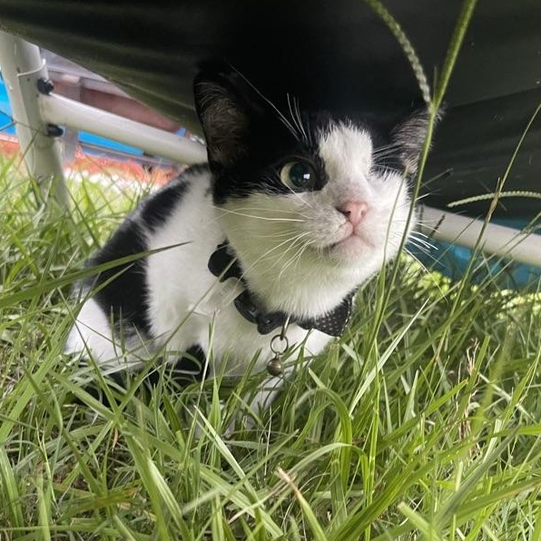 Hunter *forever foster eligible*, Adoptable, Young Male Domestic Short Hair.