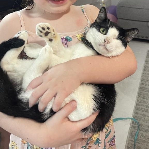 Hunter *forever foster eligible*, a Adoptable Domestic Short Hair in Maitland, FL image 4/5