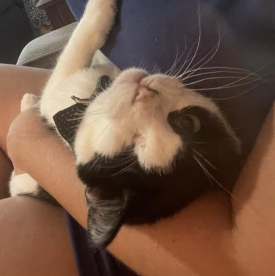 Hunter *forever foster eligible*