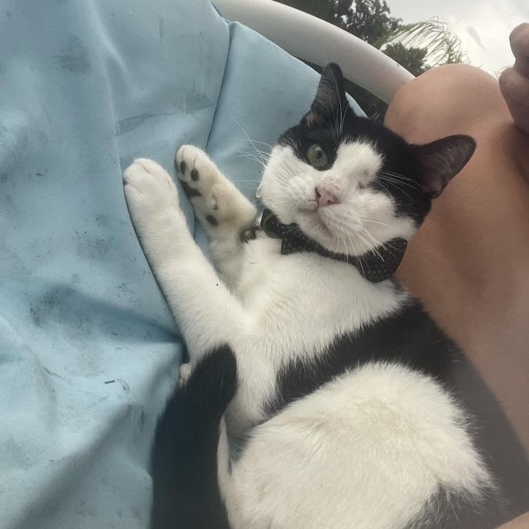 Hunter *forever foster eligible*, a Adoptable Domestic Short Hair in Maitland, FL image 2/5