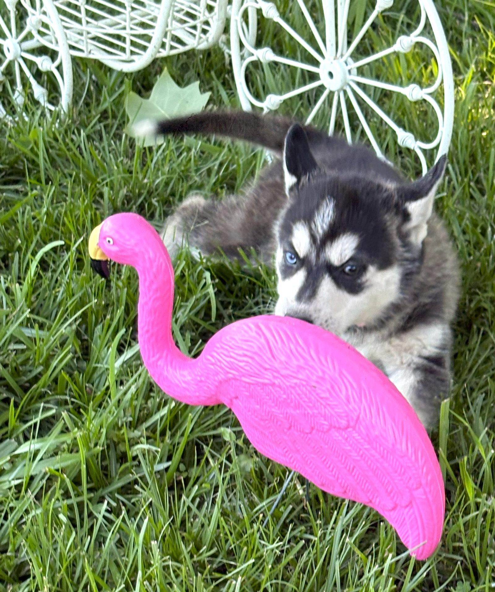 Breeze-12wks-Spay Contract Required-$525, Adoptable, Puppy Female Husky.