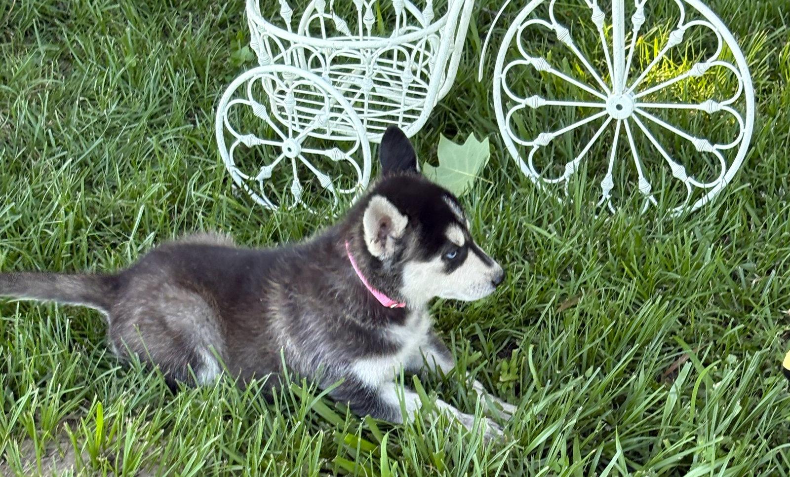 Breeze-12wks-Spay Contract Required-$525, a Adoptable Husky in Holly Hill, SC image 2/3
