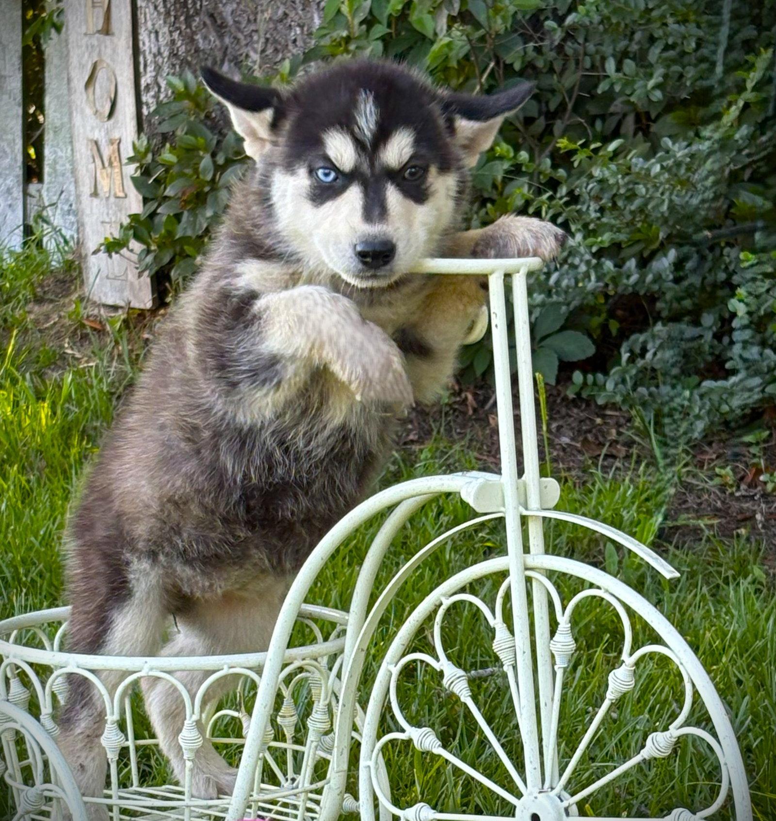 Breeze-12wks-Spay Contract Required-$525, a Adoptable Husky in Holly Hill, SC image 3/3