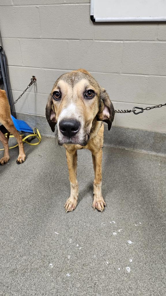Hugo Hunter, Adoptable, Young Male Hound.
