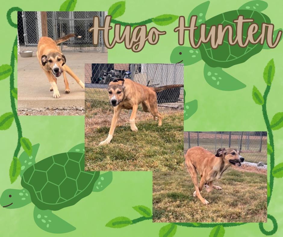 Hugo Hunter, a Adoptable mixed breed in Hopkinsville, KY image 1/6