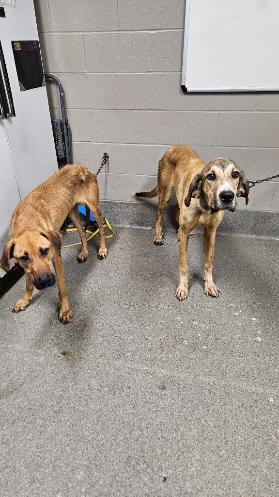 Hugo Hunter, a Adoptable mixed breed in Hopkinsville, KY image 2/6