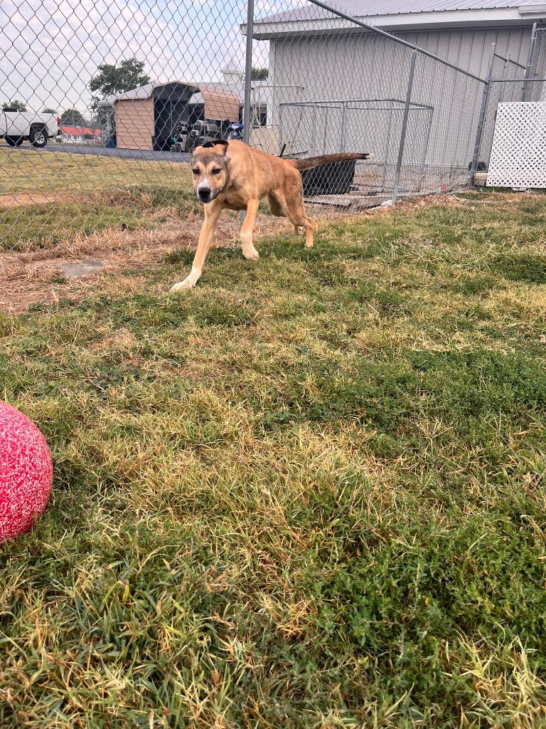 Hugo Hunter, a Adoptable mixed breed in Hopkinsville, KY image 3/6