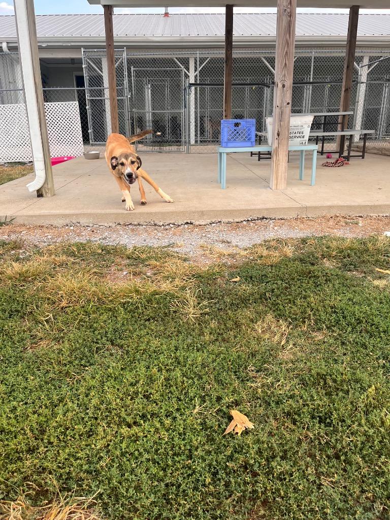 Hugo Hunter, a Adoptable mixed breed in Hopkinsville, KY image 2/6