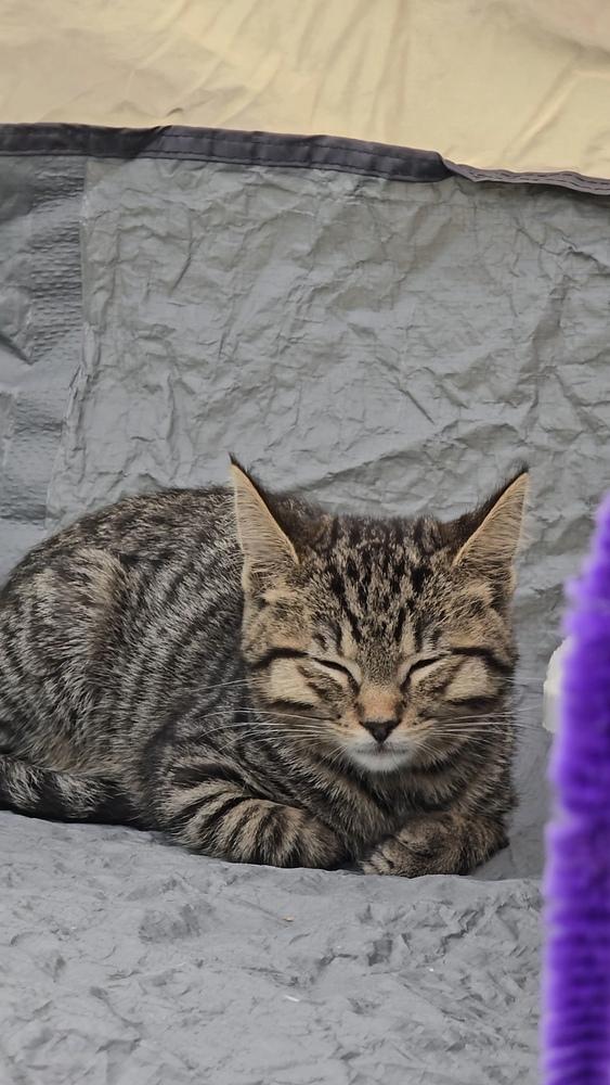 Enlarge Ayion, a Adoptable mixed breed in Pacifica, CA image 1/2