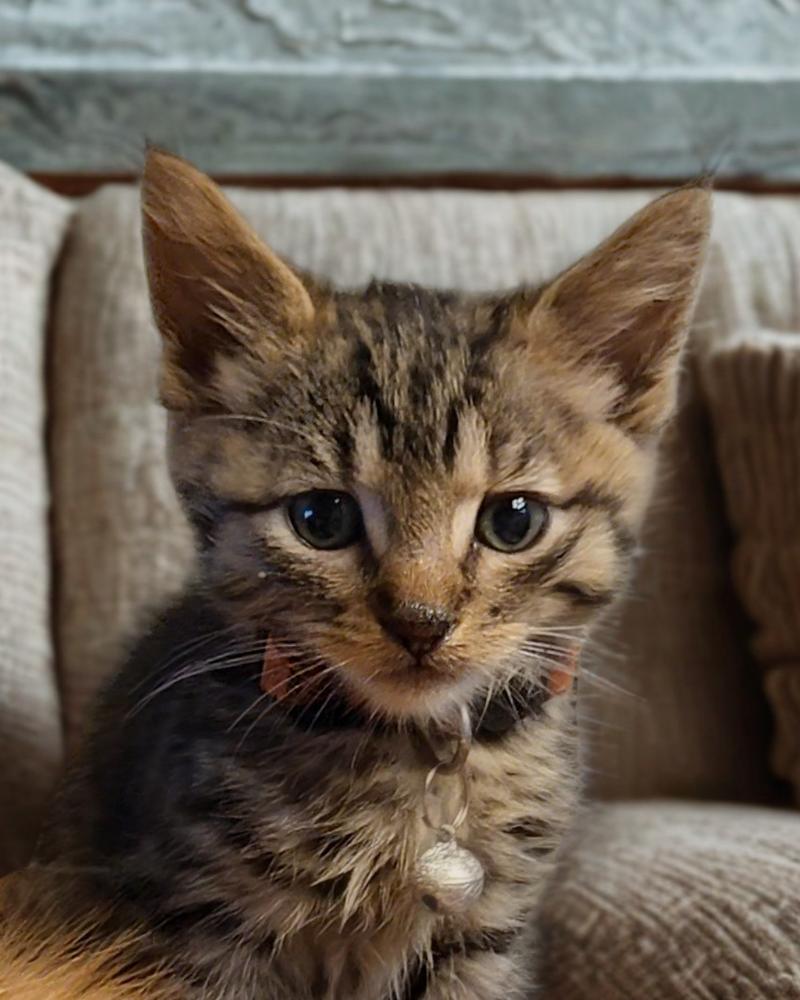 Ayion, Adoptable, Kitten Male Domestic Medium Hair & Maine Coon.