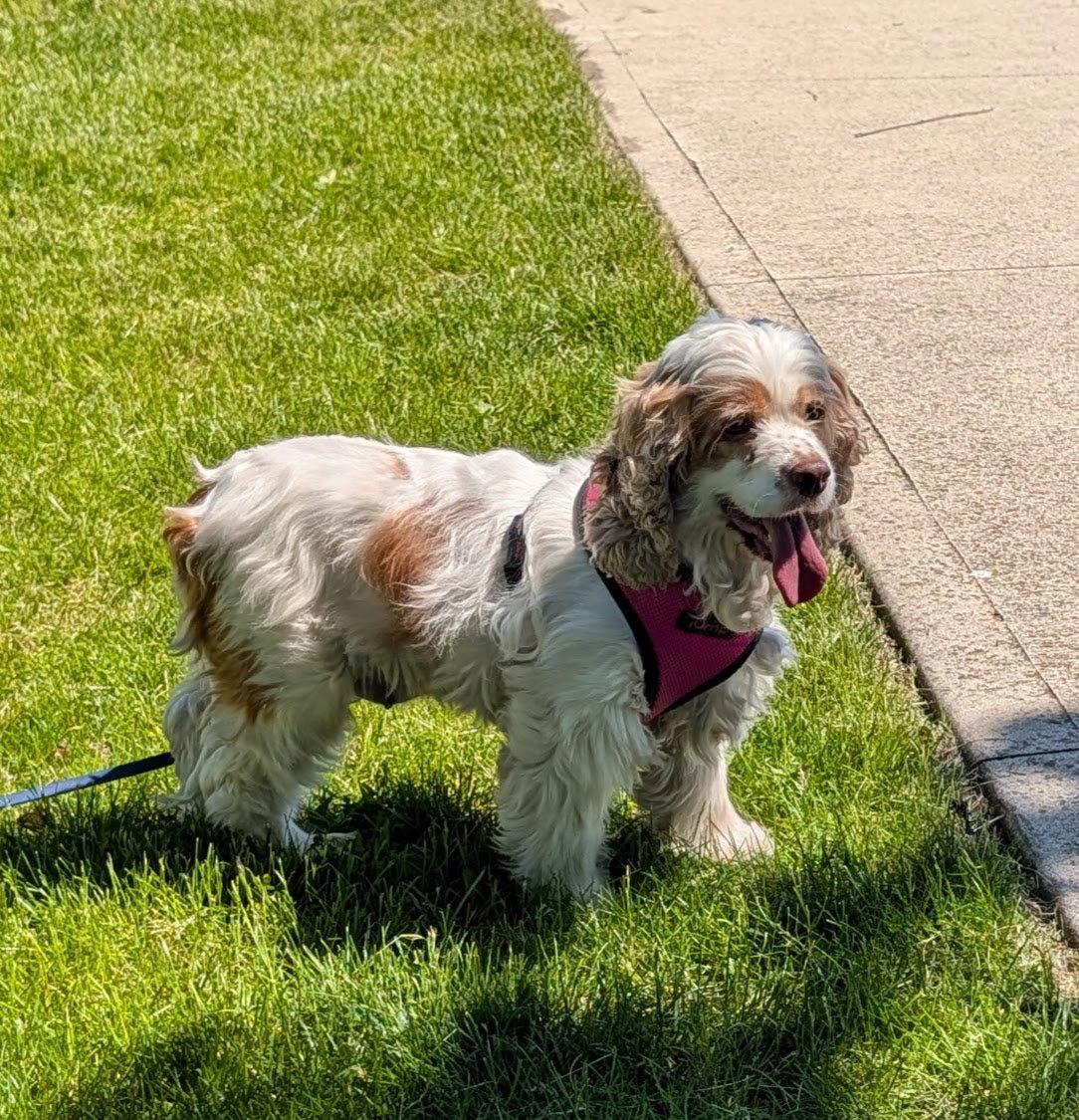 Misty, Adopted, Adult Female Cocker Spaniel.