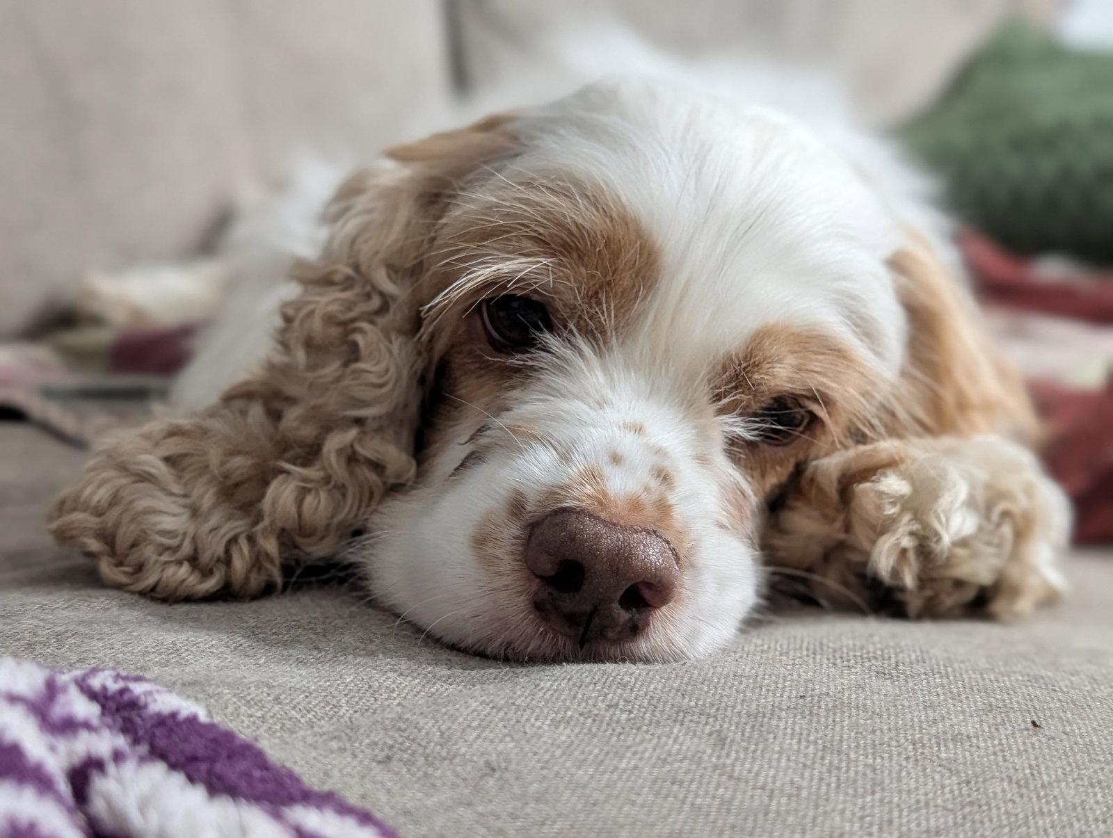 Misty, a Adopted Cocker Spaniel in Etobicoke, ON image 3/3