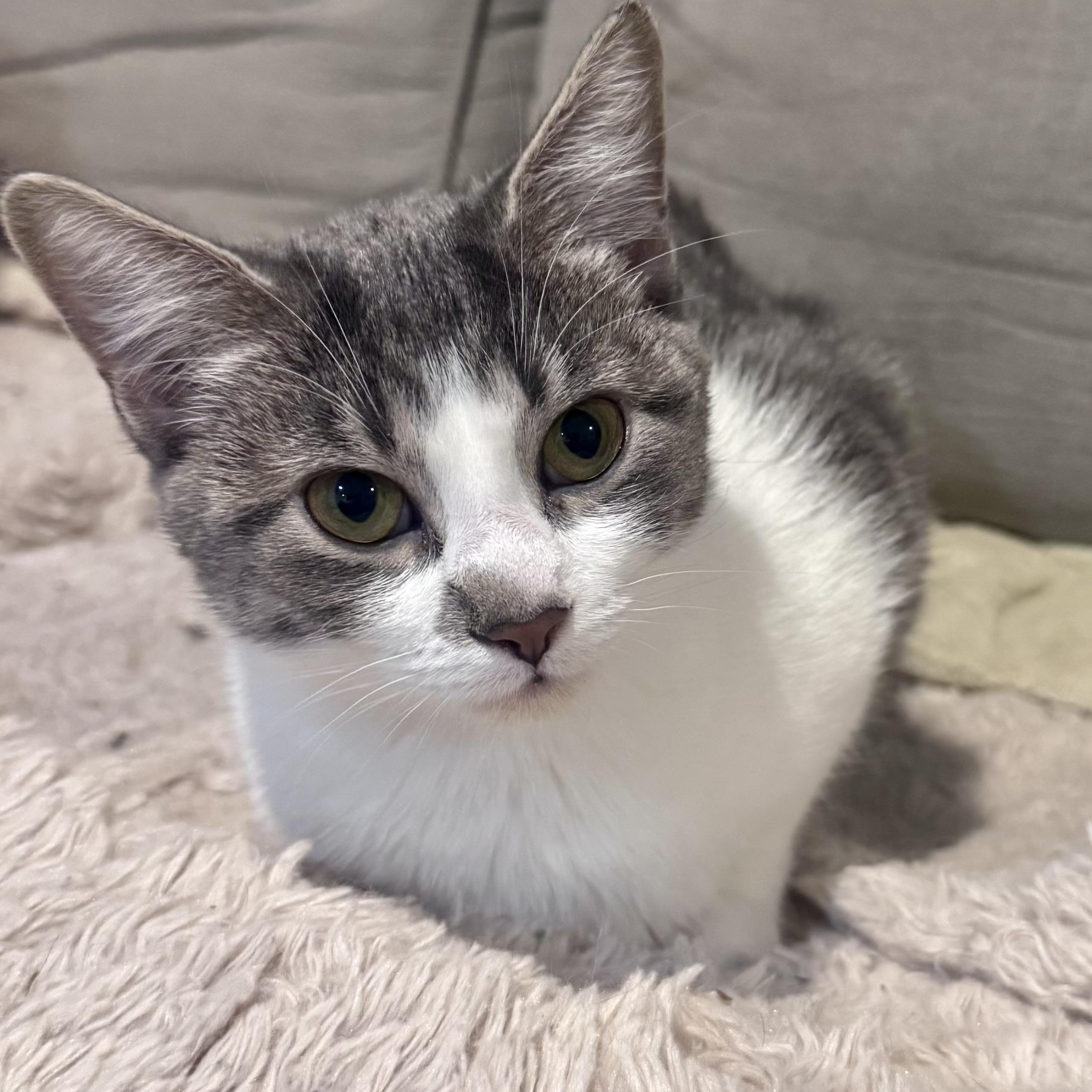 Myla, an adopted American Shorthair in Philadelphia, PA image 3/6