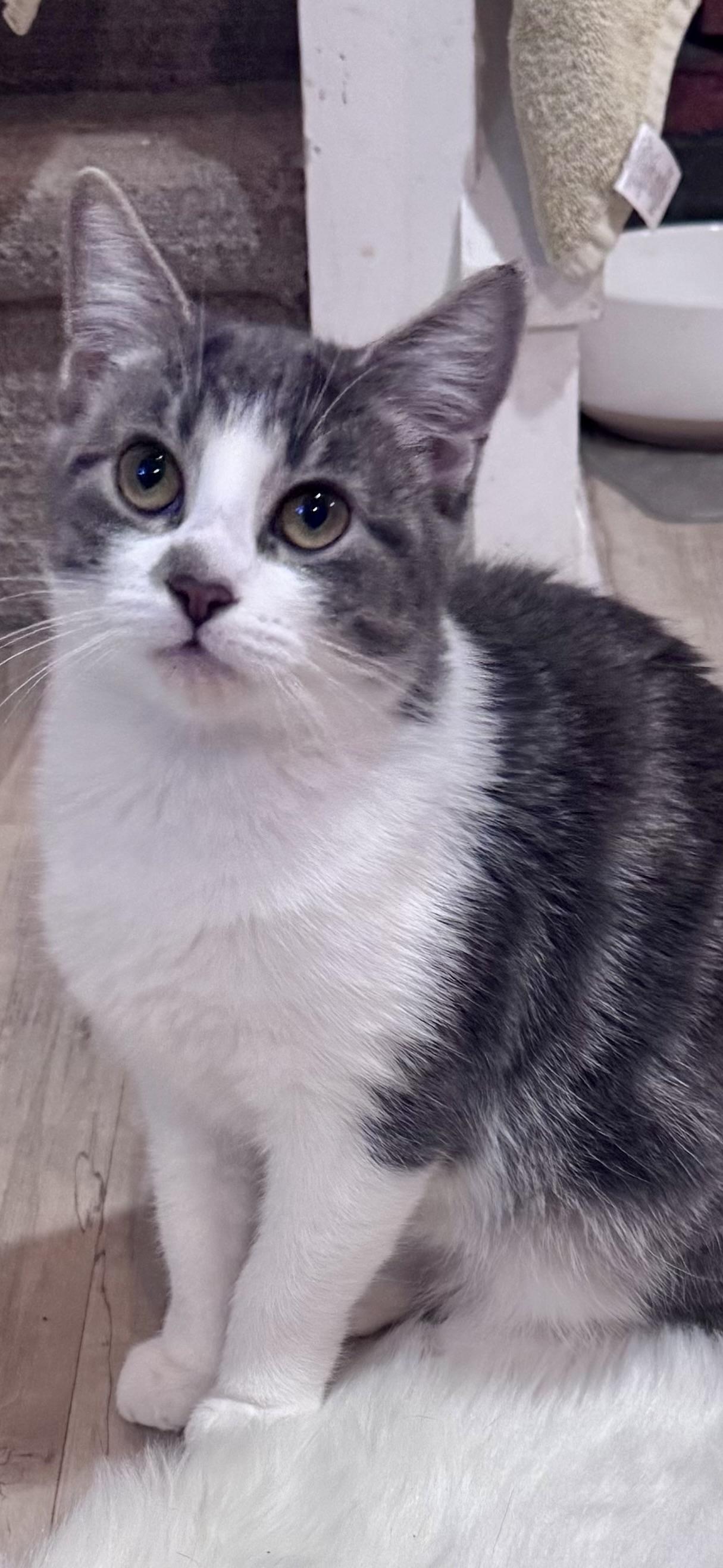 Myla, an adopted American Shorthair in Philadelphia, PA image 6/6