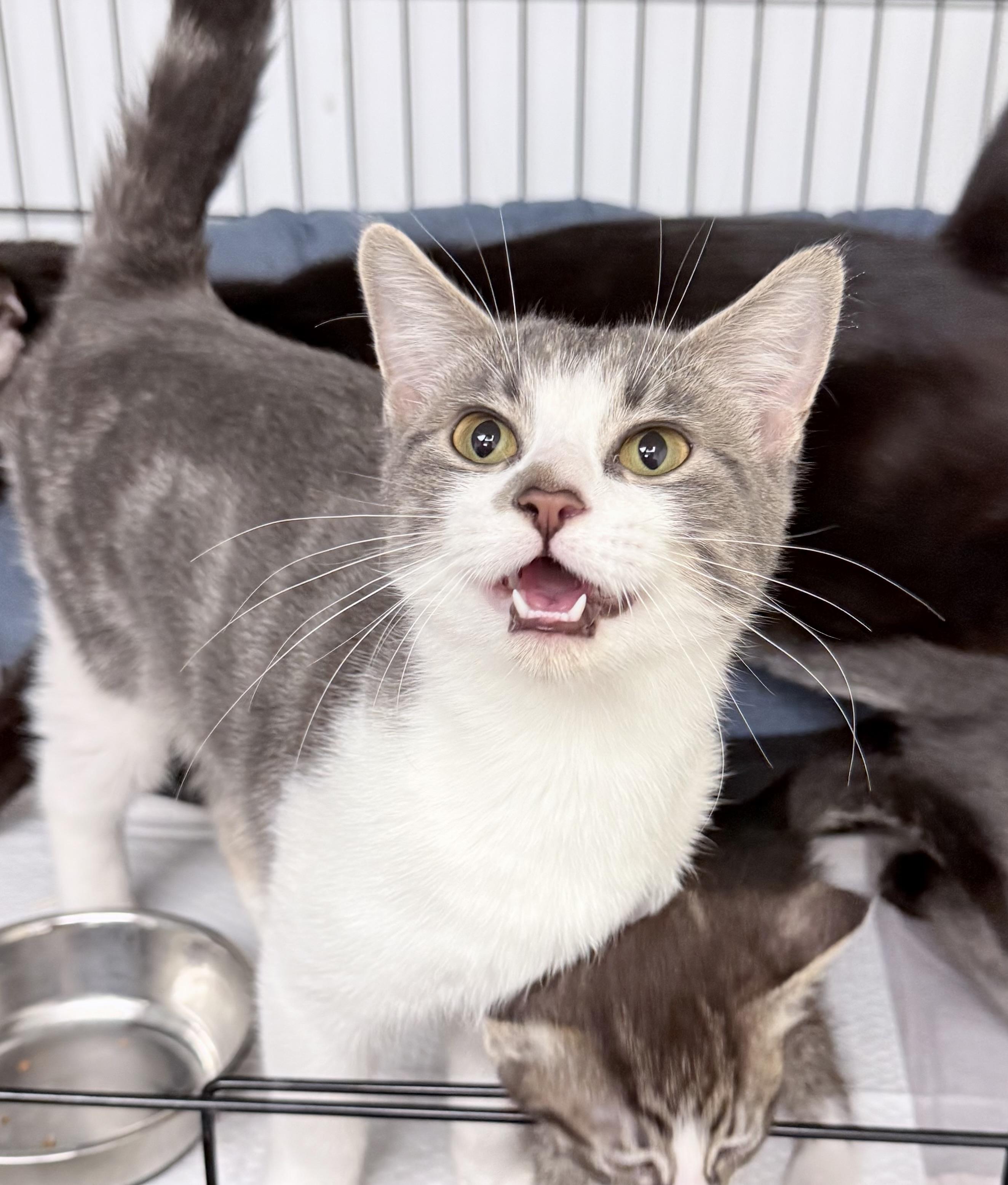 Myla, an adopted American Shorthair in Philadelphia, PA image 4/6